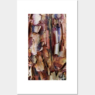 Natural Abstract (paperbark maple tree detail) Posters and Art